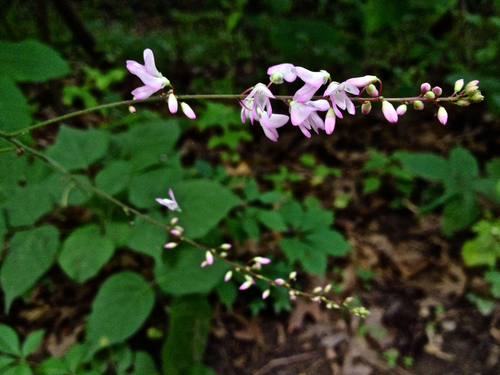 Pointed-leaved Tick-trefoil reference