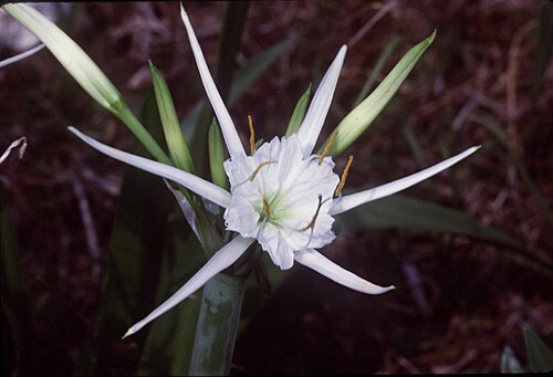 Carolina Spider-Lily reference