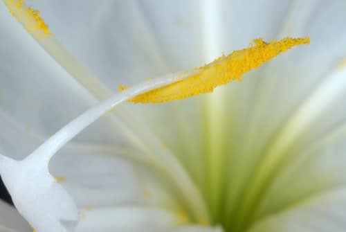 Cahaba Lily reference