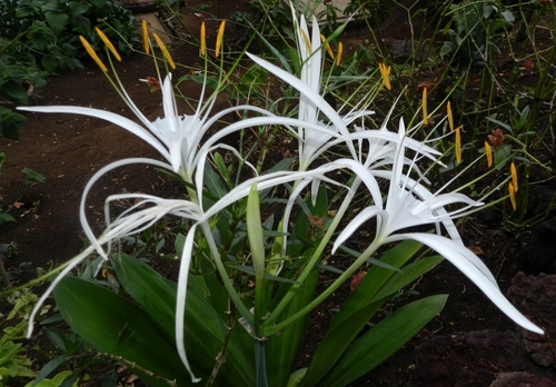 Hammock Spider Lily reference
