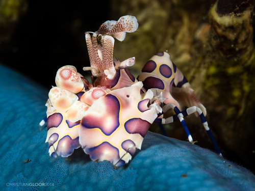 Harlequin Shrimp reference