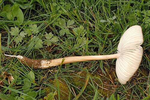 Rooting Shank reference