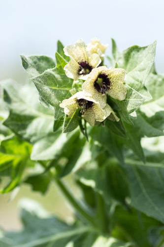 Black Henbane reference