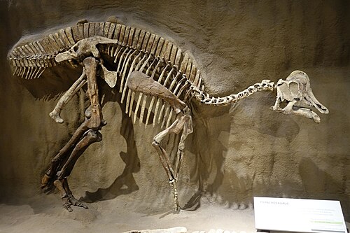 Hypacrosaurus reference