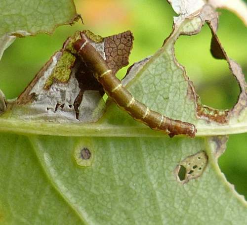 One-spotted Variant reference