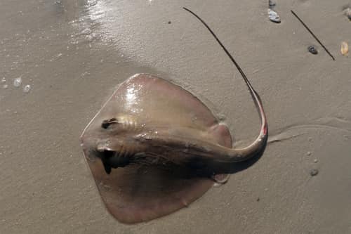 Bluntnose Stingray reference