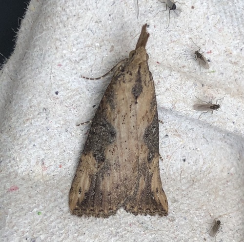 Hop Vine Moth reference