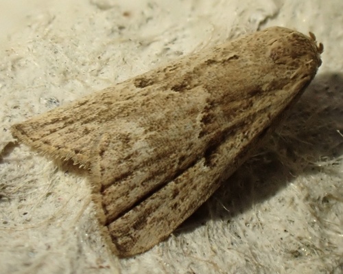 Marsh Oblique-barred reference