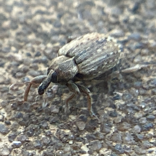 Alfalfa Weevil reference