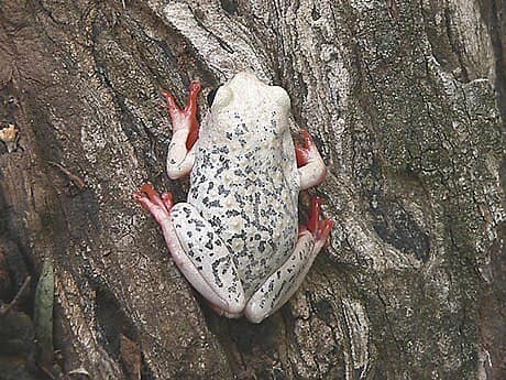 Common Reed Frog reference