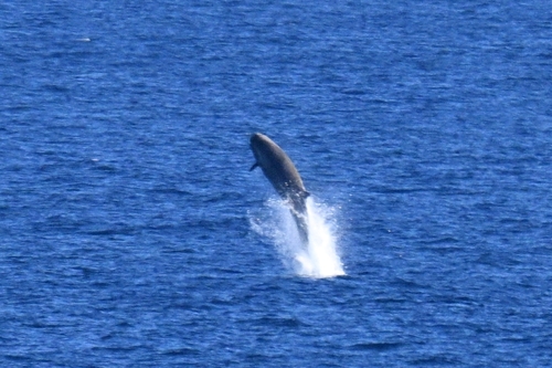 Northern Bottlenose Whale reference