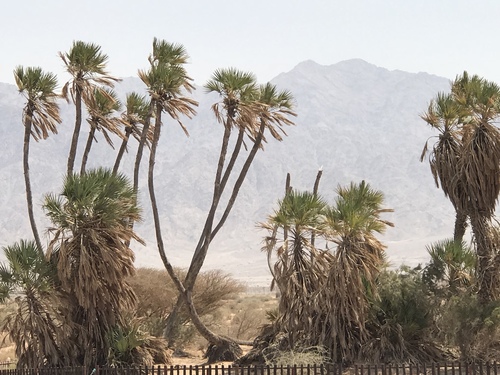 Doum Palm reference