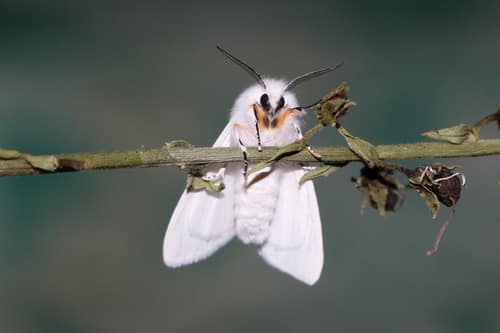 Fall Webworm Moth reference