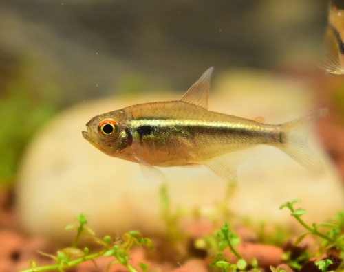 Black Neon Tetra reference