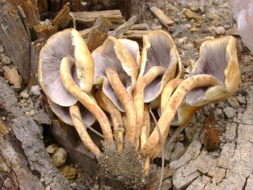 Conifer Tuft reference