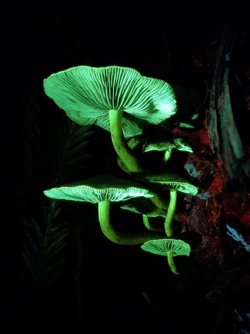 Sulphur Tuft reference