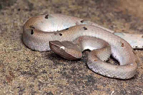Hump-nosed Pit Viper reference