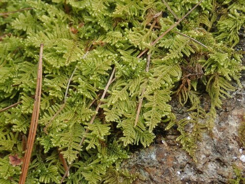 Log Moss reference