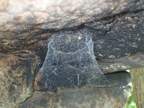 Thorell's Lampshade Spider reference