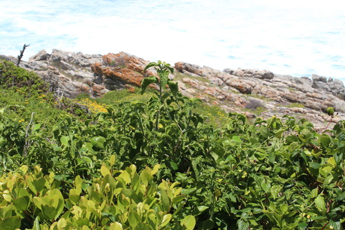 Ribbon Bush reference