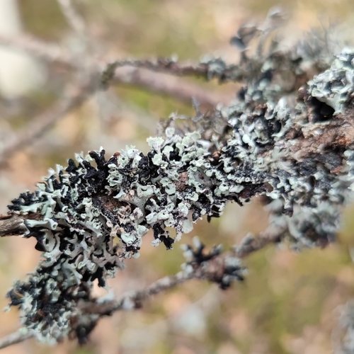 Monk's-Hood Lichen reference