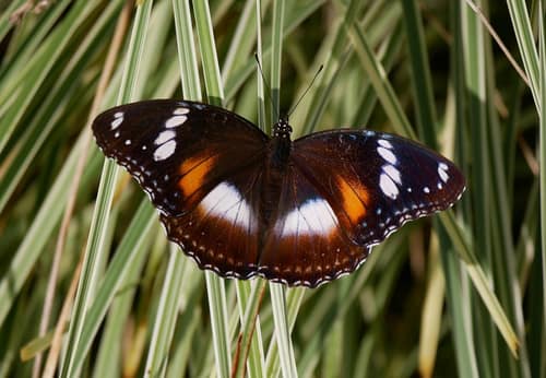 Great Eggfly reference