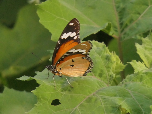 Danaid Eggfly reference