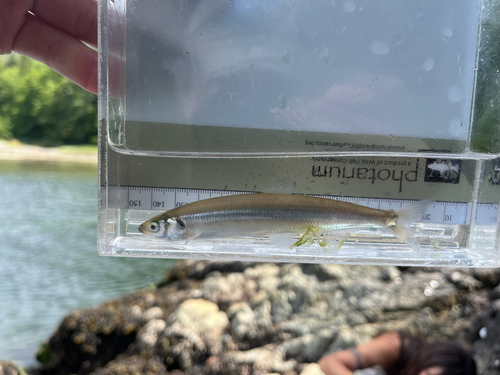 Surf Smelt reference