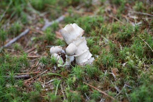 Amanita Mold reference
