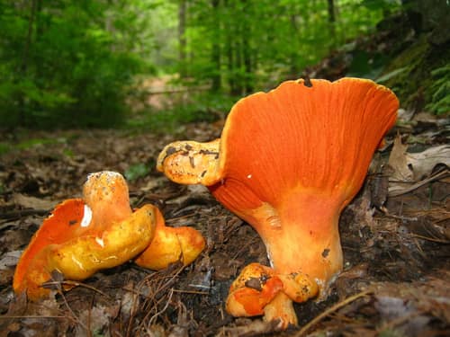Lobster Mushroom reference