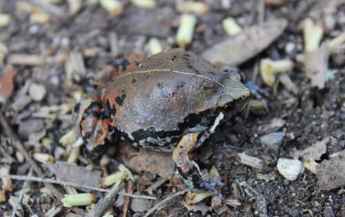 Sheep Frog reference