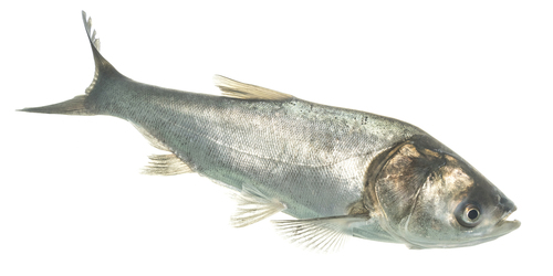Silver Carp reference