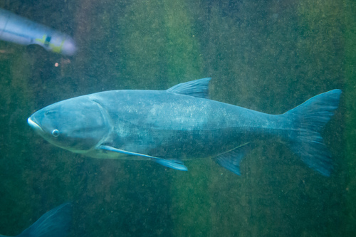 Bighead Carp reference