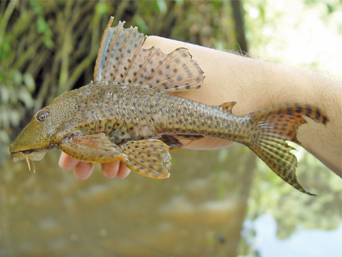 Suckermouth Catfish reference