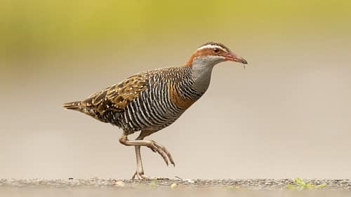 Buff-banded Rail reference