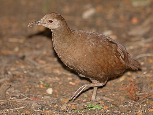 Lord Howe Woodhen reference