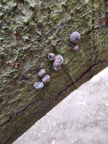 Beech Woodwart reference