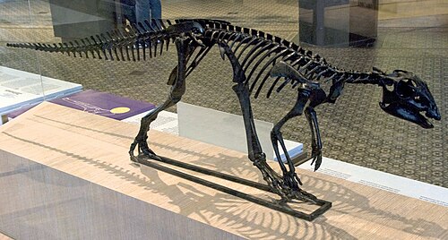 Hypsilophodon reference