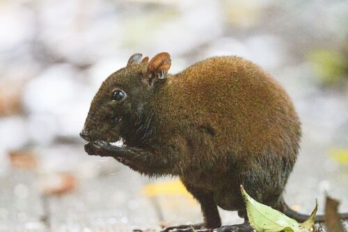 Musky Rat-kangaroo reference