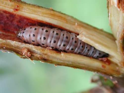 Mahogany Shoot Borer reference