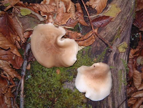 Beech Mushroom reference