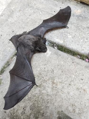 Savi's Pipistrelle reference