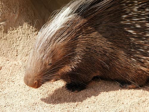 Cape Porcupine reference