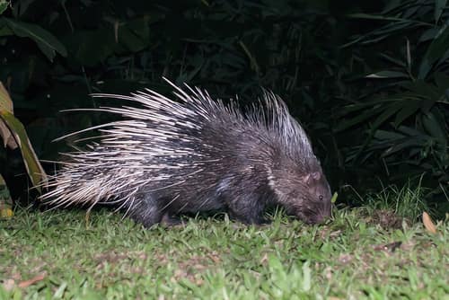 Malayan Porcupine reference
