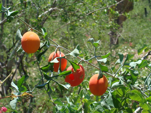 Sonora Globeberry reference