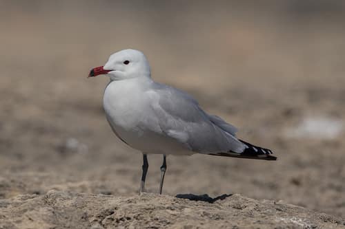 Audouin's Gull reference