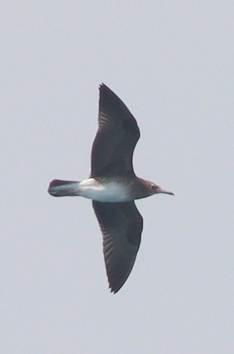 Sooty Gull reference