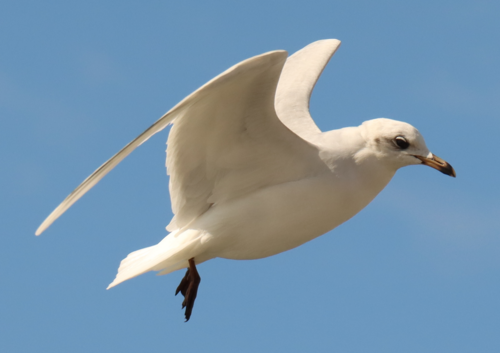 Mediterranean Gull reference