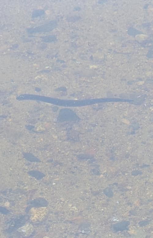 Silver Lamprey reference