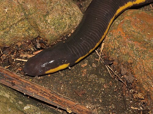 Banna Caecilian reference